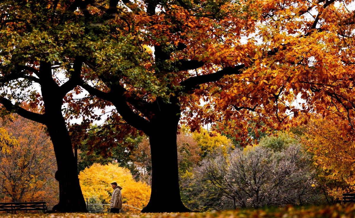 Осень в Центральном парке Нью-Йорка