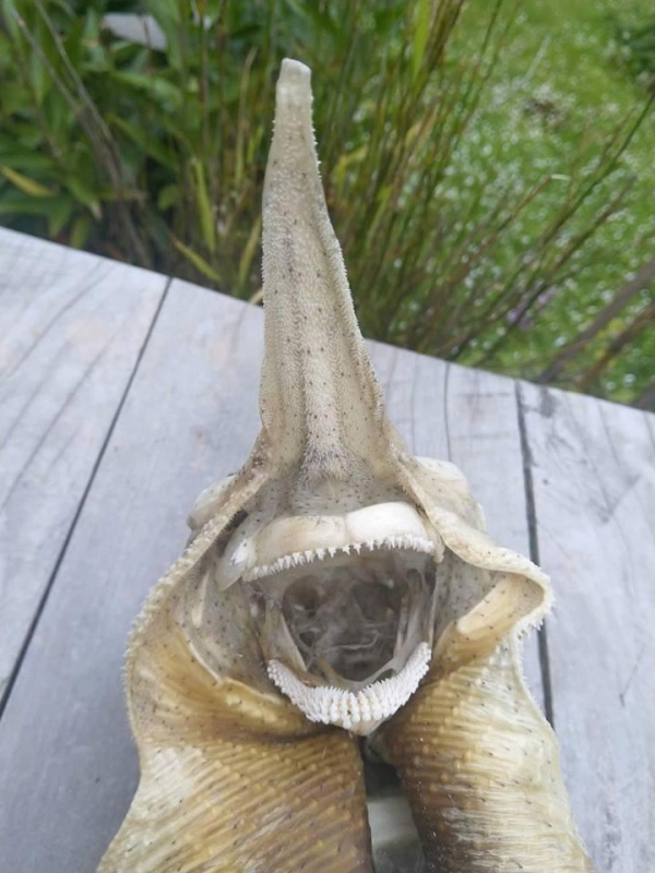 Странный скелет морского существа на побережье в Новой Зеландии