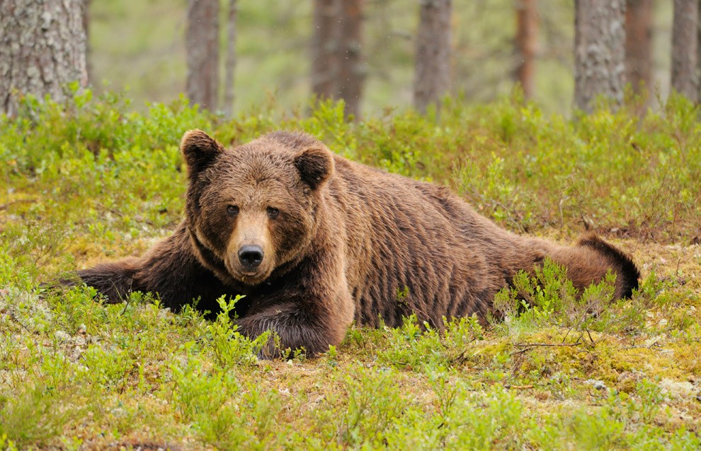 Бурые медведи финских лесов