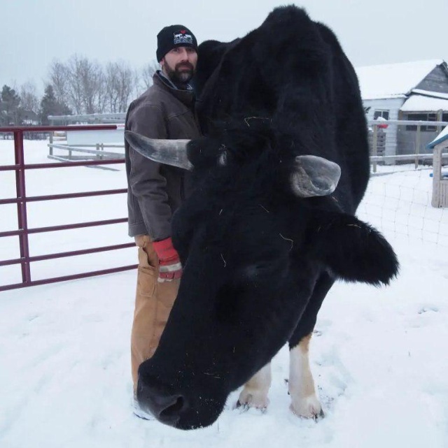 Дозер — огромный бык из Канады с ростом в 196 сантиметром