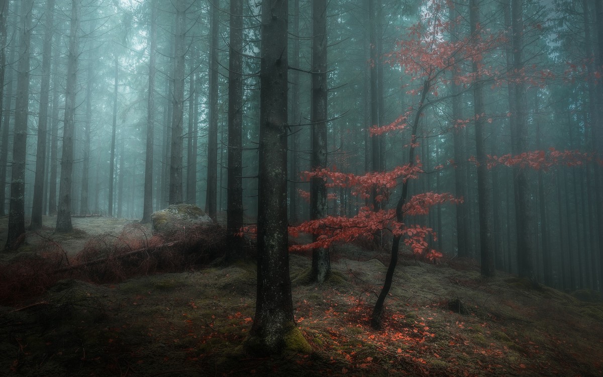 Мистические леса Швейцарии в объективе Горана Эбенхарта