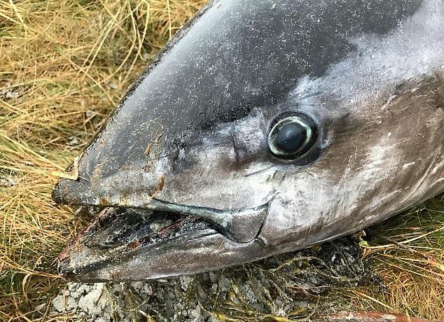 На шотландское побережье выбросило тунца размером с человека