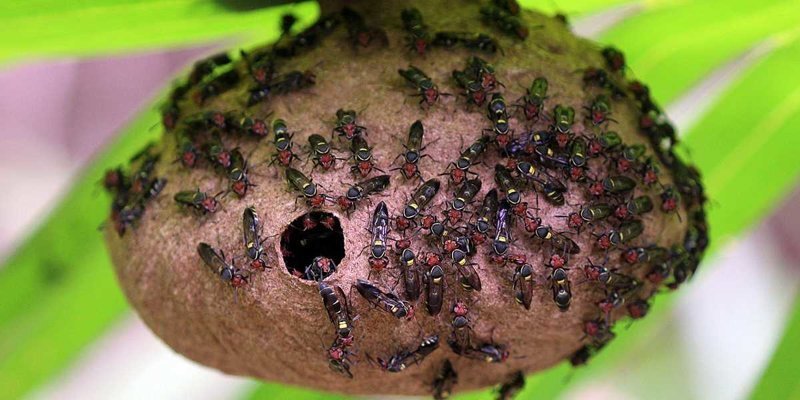 Ученые создали новый антибиотик на основе яда осы