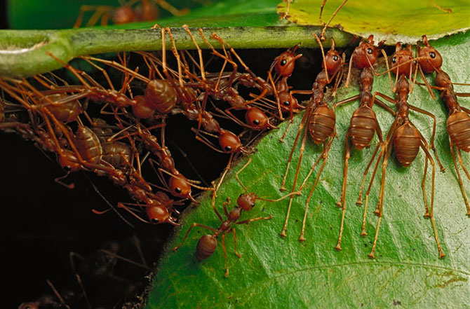 Удивительные муравьи-портные