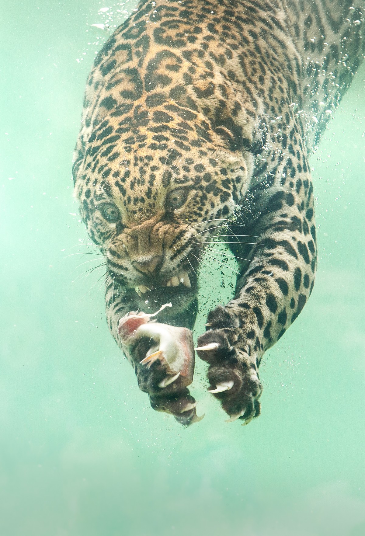 Ягуар ныряет в воду за едой