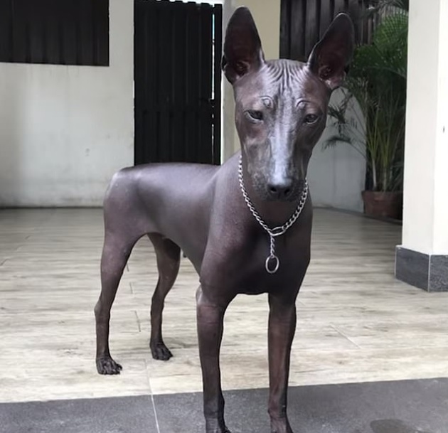 Это собака или бронзовая статуя?