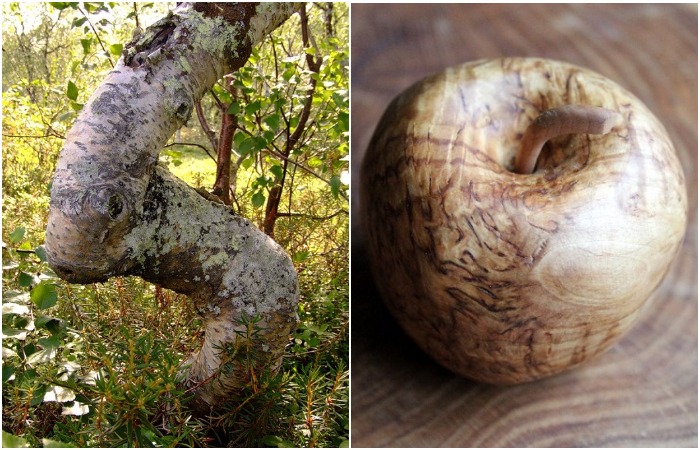 Карельская береза – необычное дерево северных лесов