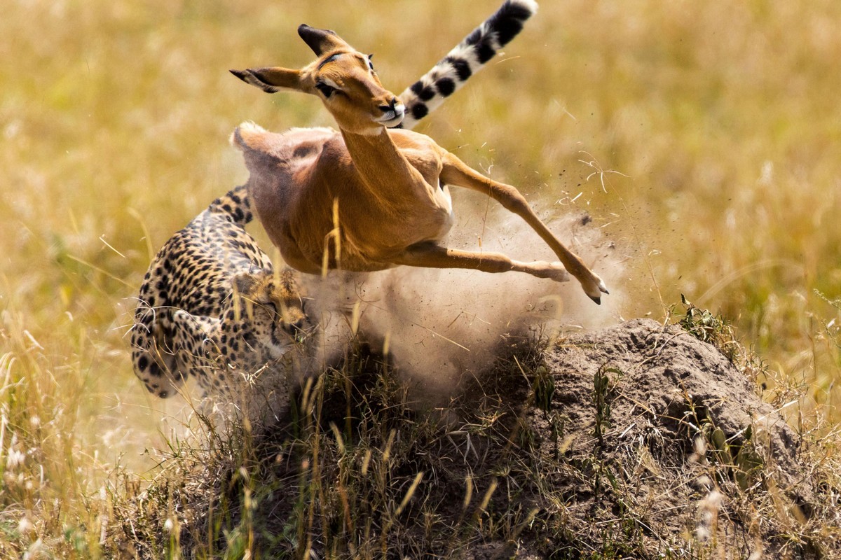 Невероятные пируэты убегающей от гепарда антилопы