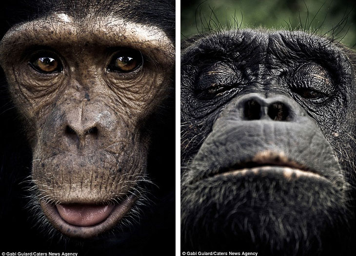 Выразительные эмоции шимпанзе в фотографиях