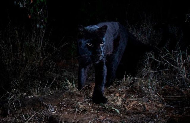 Впервые за 100 лет удалось заснять черного леопарда