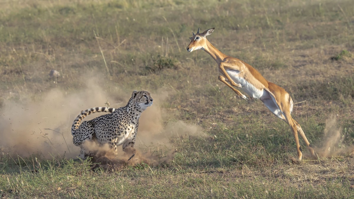 Кадры охоты гепарда на импалу