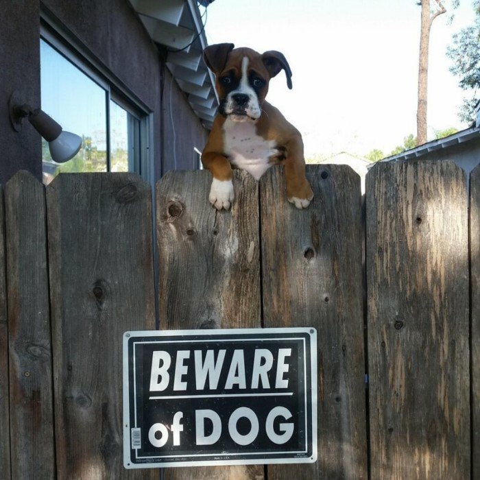 Кто скрывается за табличкой «Осторожно, злая собака»