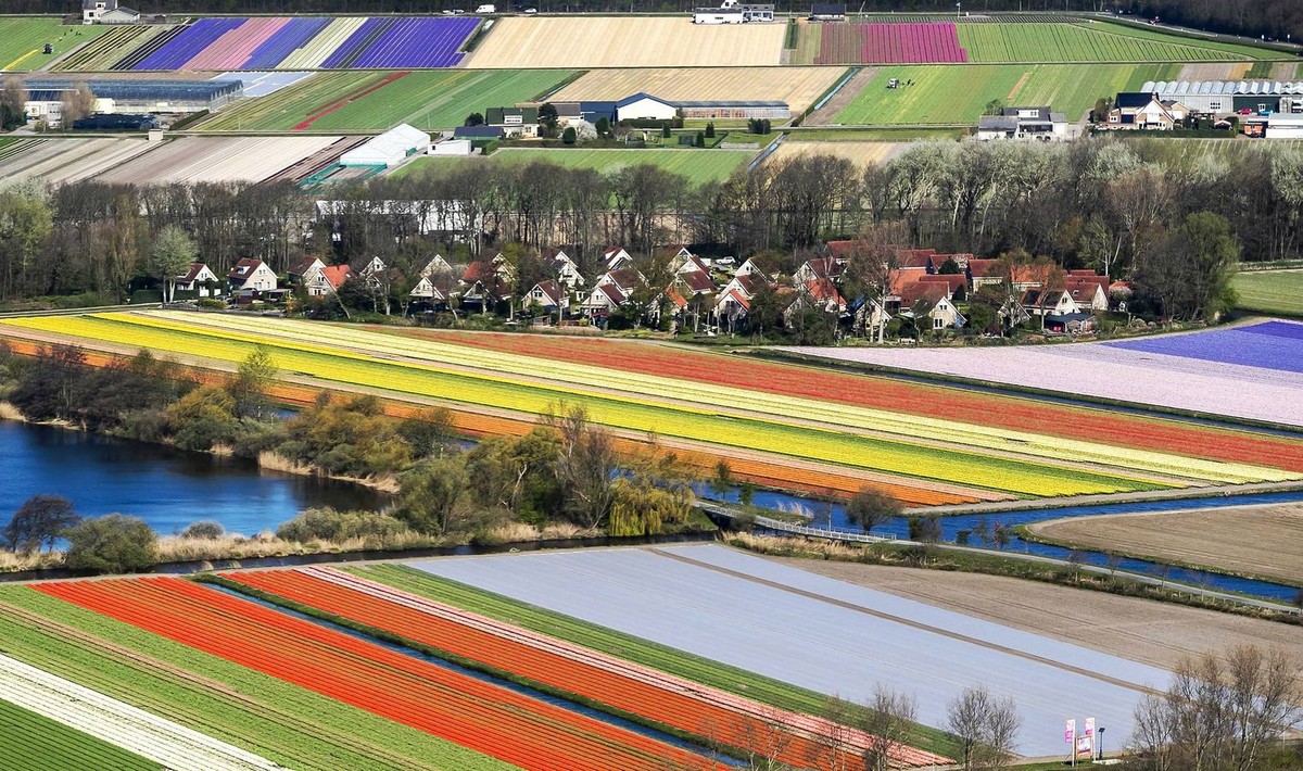 Цветущие поля тюльпанов в Нидерландах