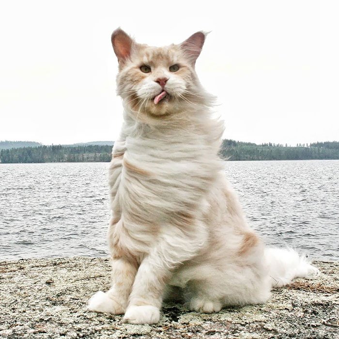 Забавные снимки кошек породы мейн-кун