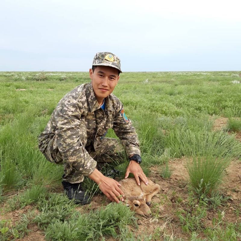 Детеныши сайгаков в степях Казахстана