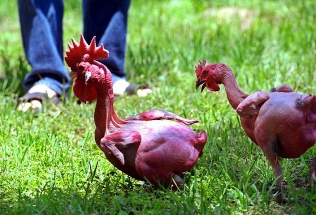 Израильский генетик вывел породу кур без перьев