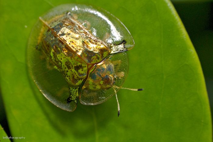 Необычный жук Золотая Черепаха