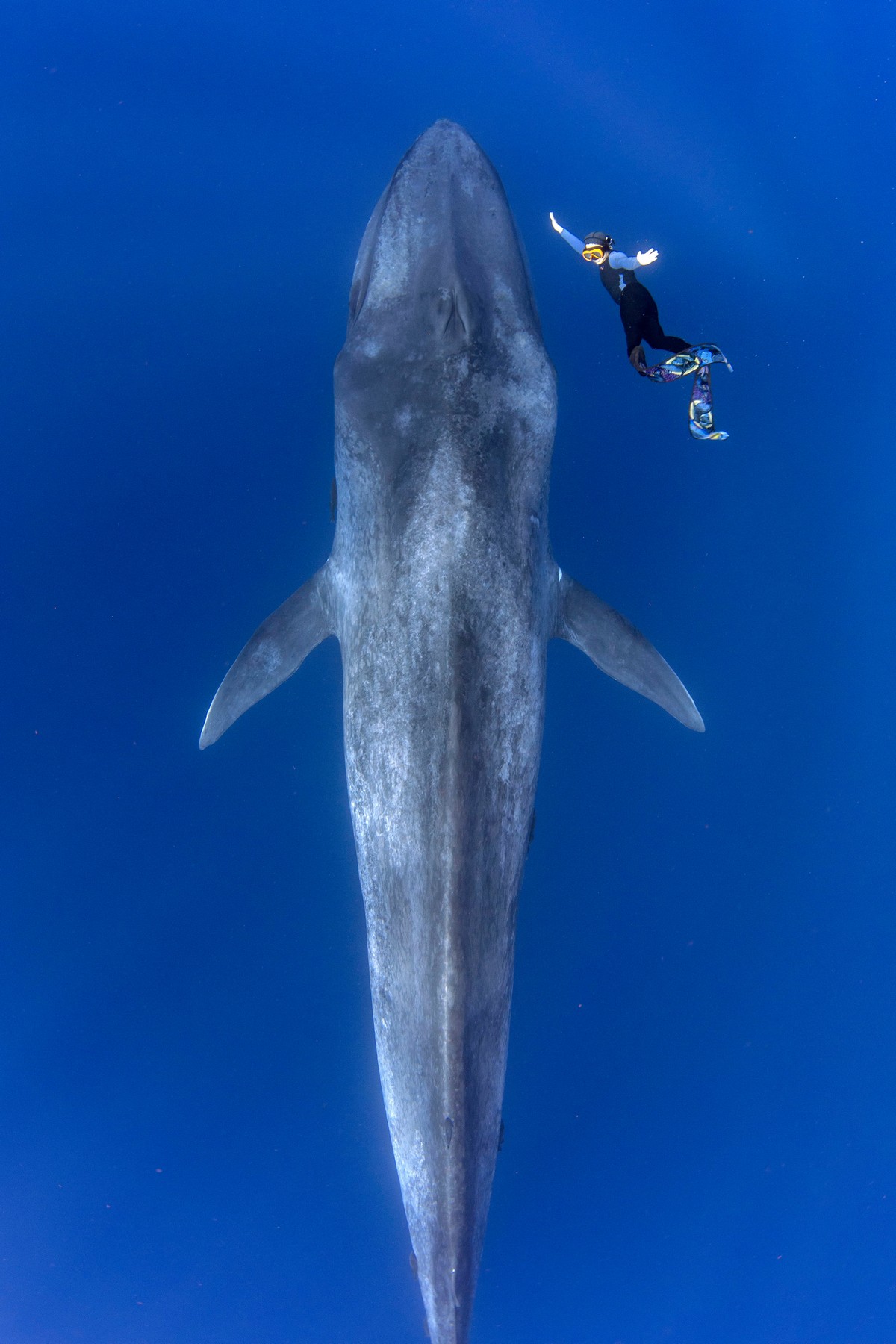 Потрясающие снимки встречи дайвера с 30-метровым синим китом
