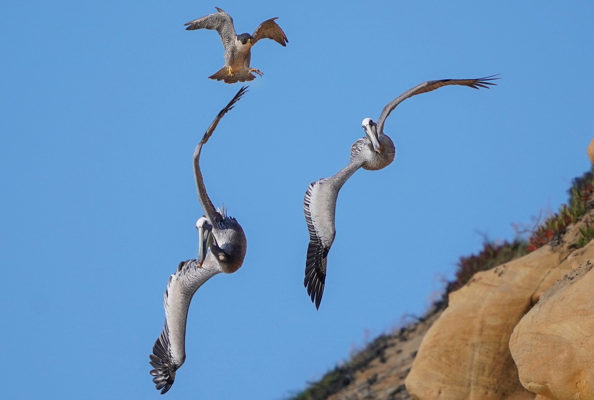 Самка сокола напала на пеликанов, защищая гнездо с птенцами