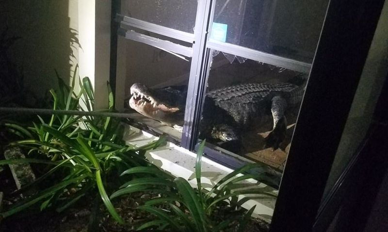Аллигатор забрался в дом через окно и устроил погром