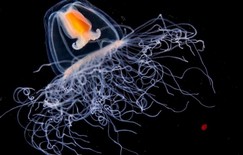 Факты о бессмертной медузе Turritopsis dohrnii