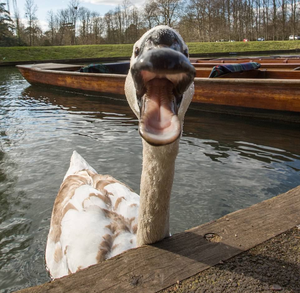 Лебеди не дают расслабиться отдыхающим на британской реке