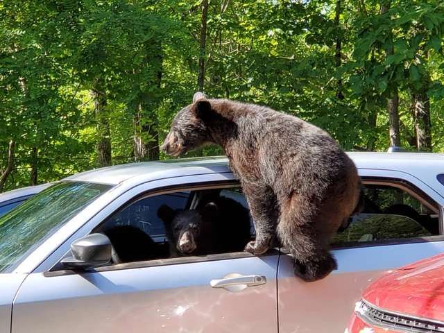 Мужик не закрыл окна в машине и медведи чуть ее не угнали