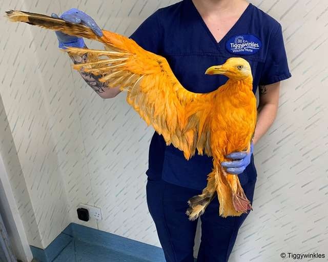 Что за странная оранжевая птица?