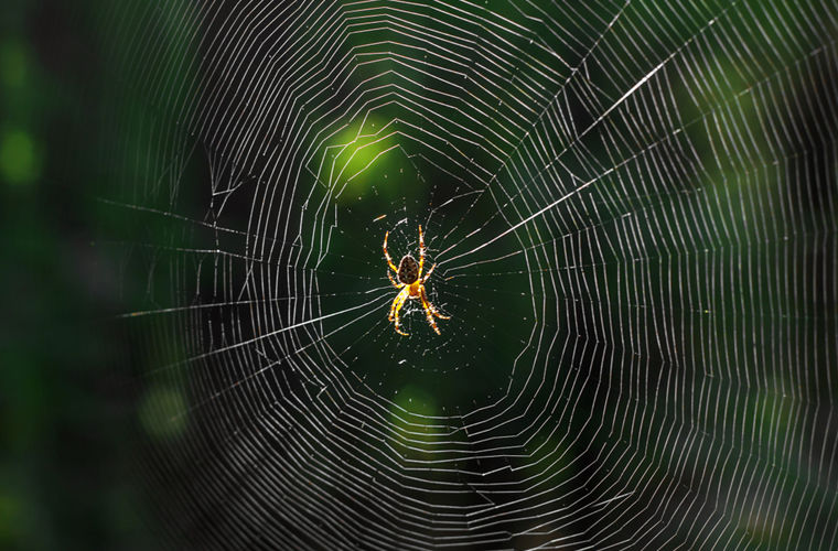 Почему паук не прилипает к своей паутине