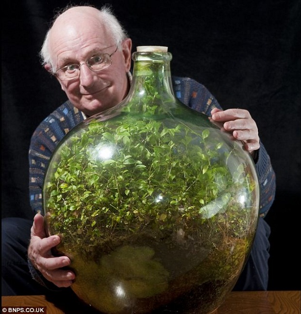 Растение уже 40 лет живет в закупоренной бутылке