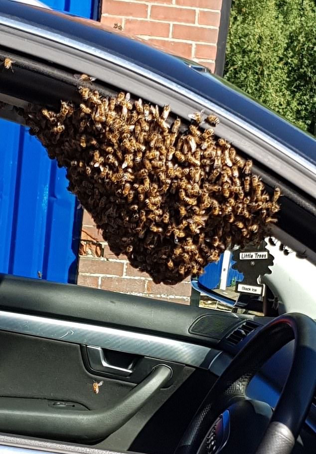 Рой пчел выбрал машину в качестве нового улья