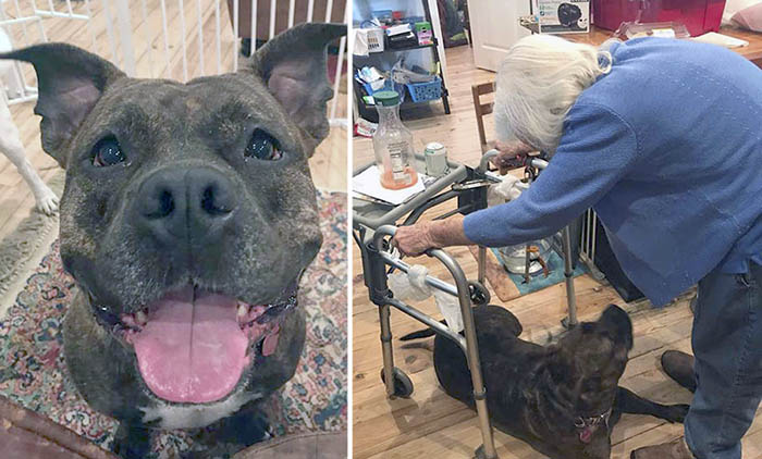 Уличный пёс, который стал помощником для 99-летней женщины