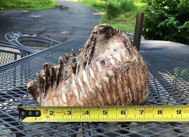 12-летний пацан нашел возле ручья зуб мамонта