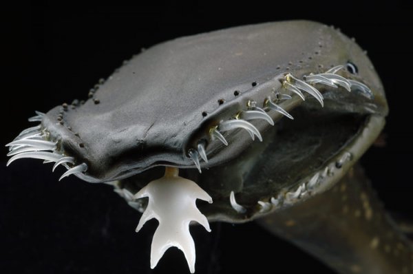 Тауматихты — странные существа морских глубин