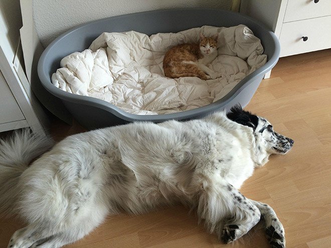 Уютные собачьи лежаки были созданы для кошек