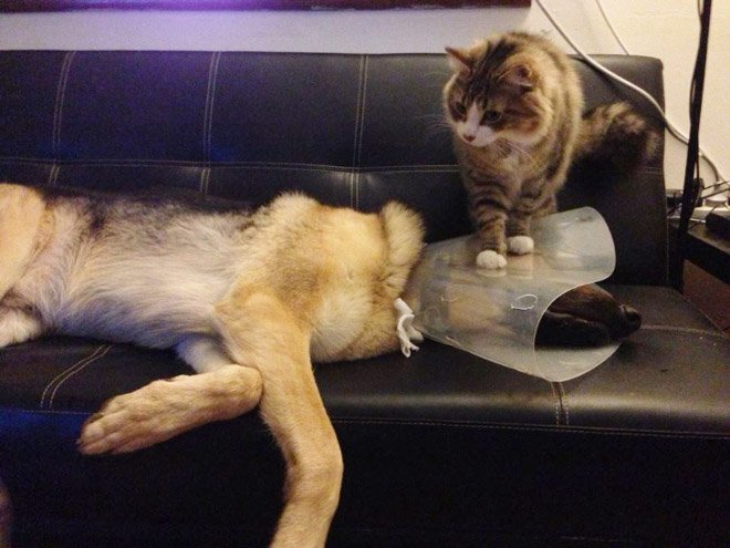Милые коты и собаки в медицинских конусах