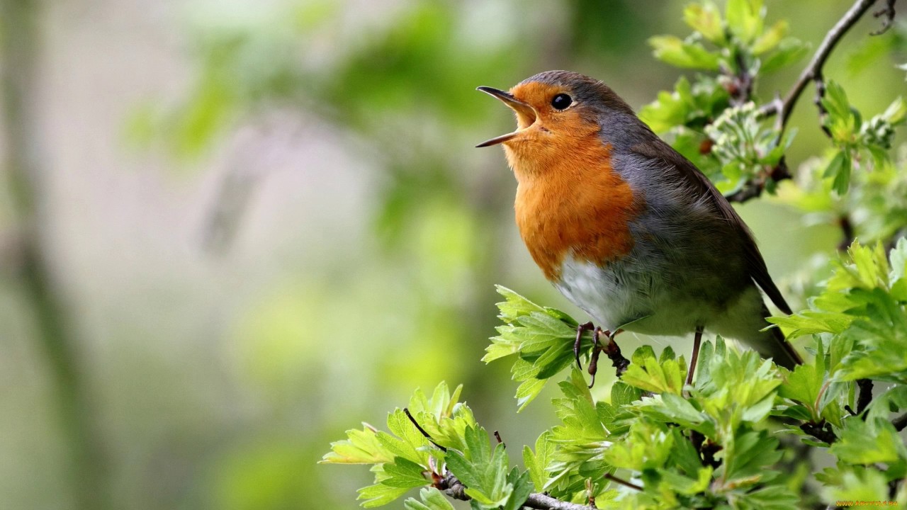 Почему птицы поют
