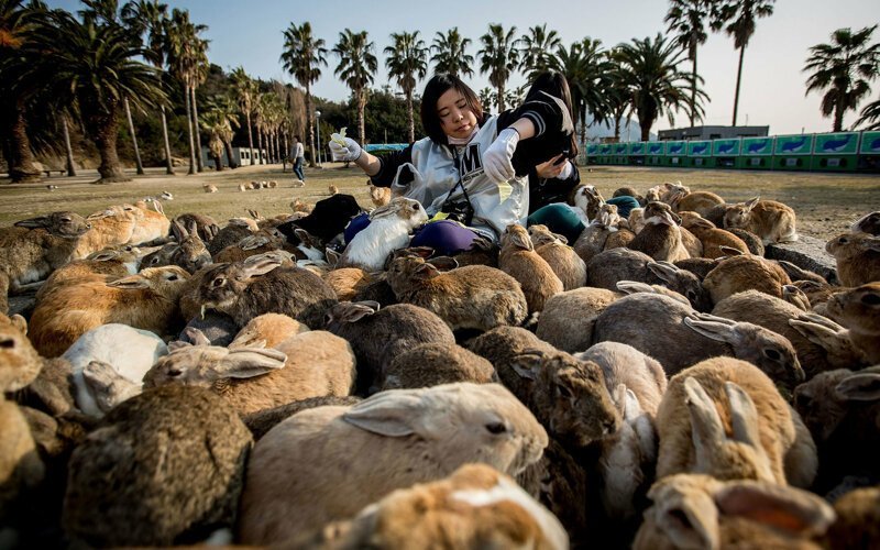 Почему в Австралии такое множество кроликов