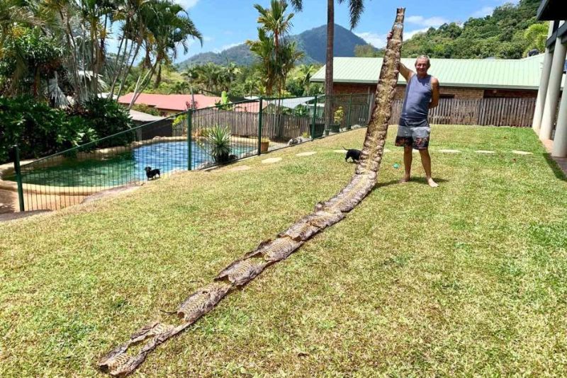 Австралиец нашел кожу 7-метрового питона