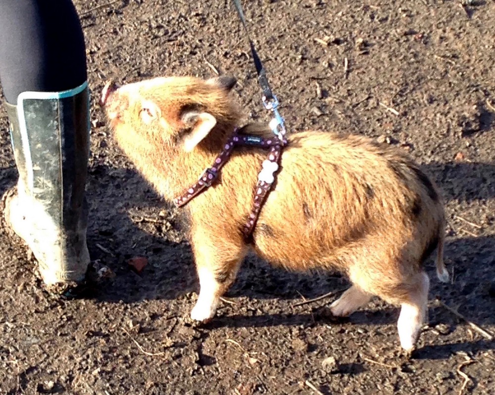 Мини-пиг вырос в огромную свинью и стал другом семьи