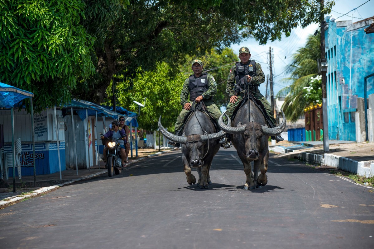 Бразильские копы патрулируют улицы верхом на огромных буйволах