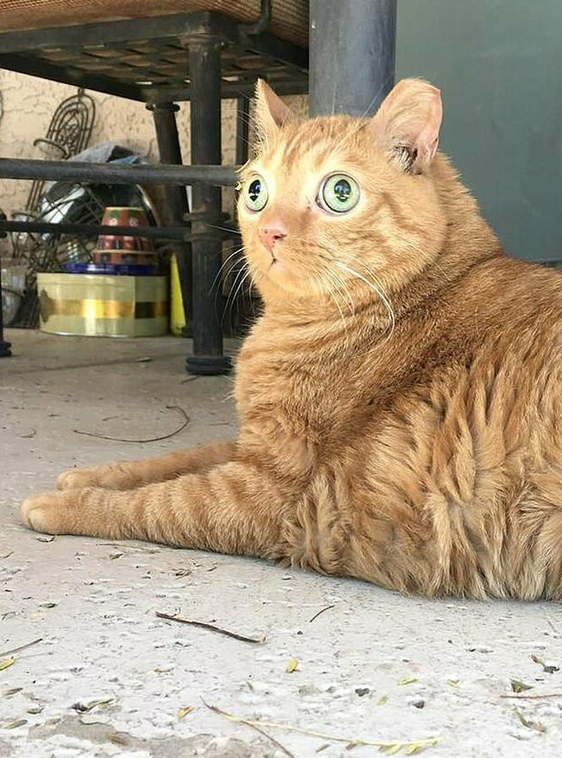 Потейто — кот, который стал звездой благодаря своим глазам