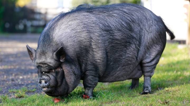 Пожарные помогли вытащить домашнюю свинью весом 190 кг из квартиры