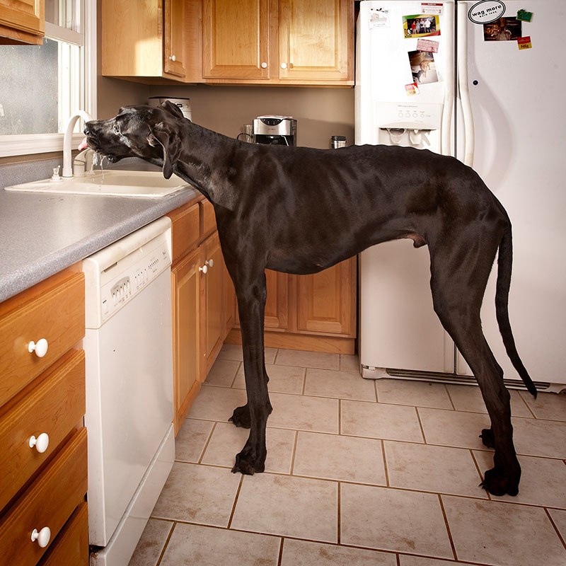 Зевс — самая высокая собака в мире