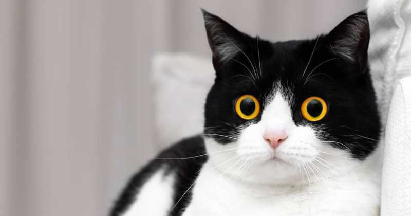 Кот Иззи покорил соцсети невероятными глазами