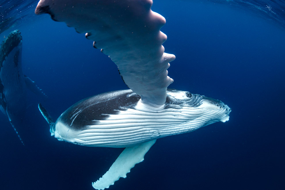 Плавание с величественными горбатыми китами
