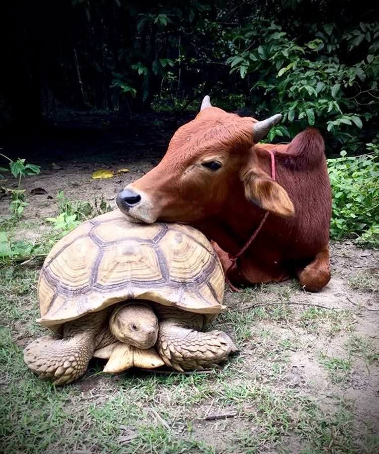 Трогательная дружба коровы и черепахи