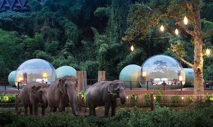 Отель с прозрачными номерами в естественной среде обитания слонов