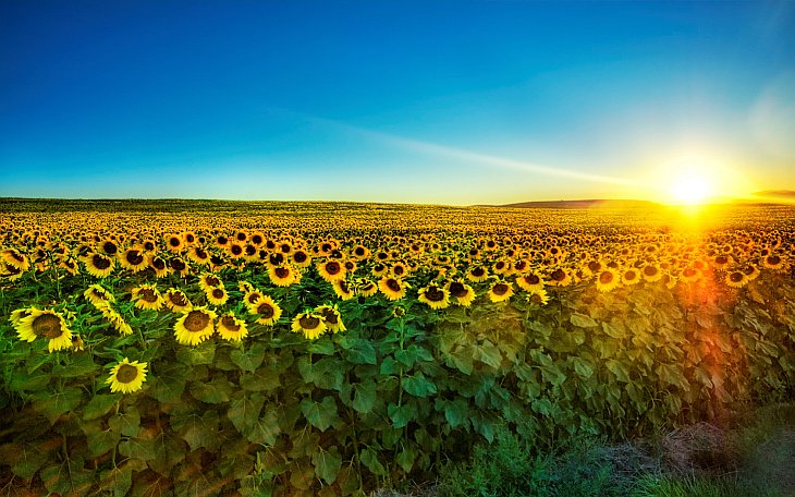 Из истории подсолнечника — цветка солнца