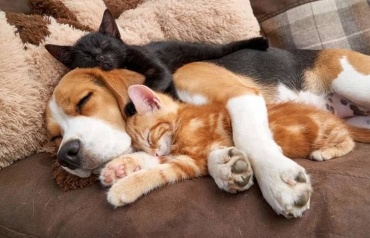 О тёплой любви между котиками и собаками